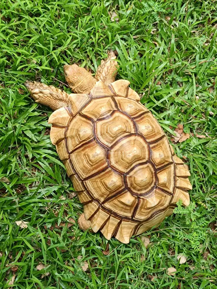Kura-kura Sulcata Jantan 42cm