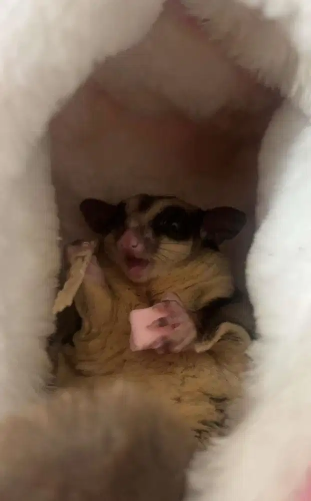 Sugar glider classic/Mozaic