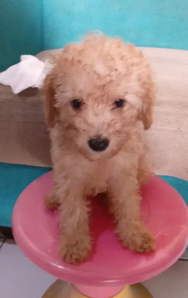 puppys poodle betina