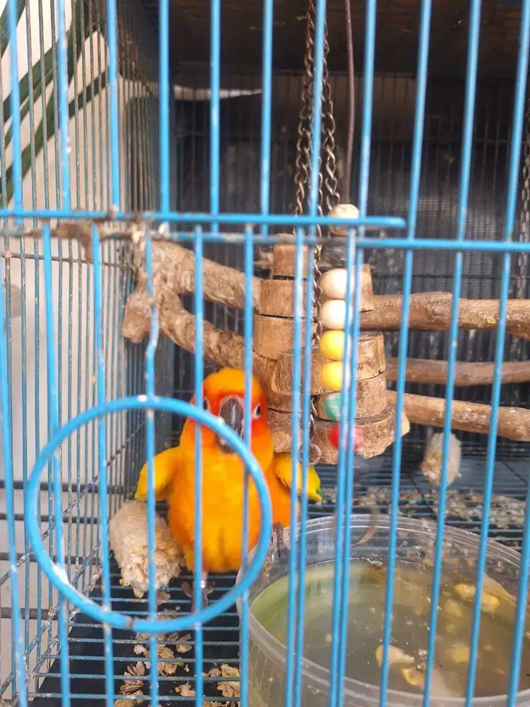JUAL BURUNG SUN CONURE JANTAN 5 THN