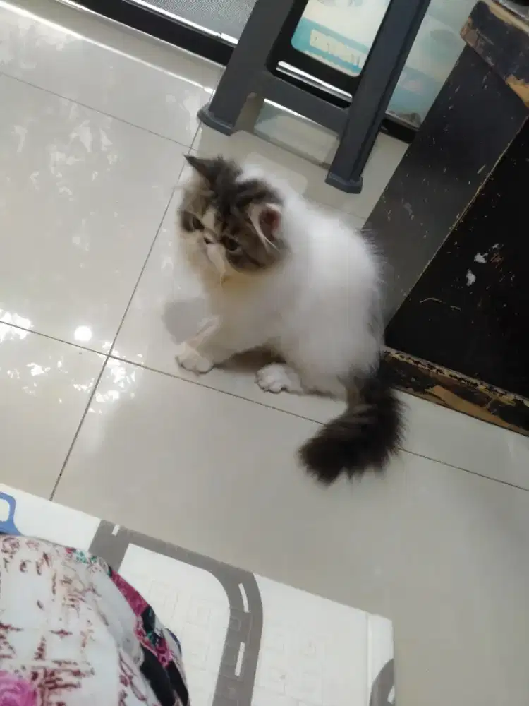 Kitten peaknose jantan