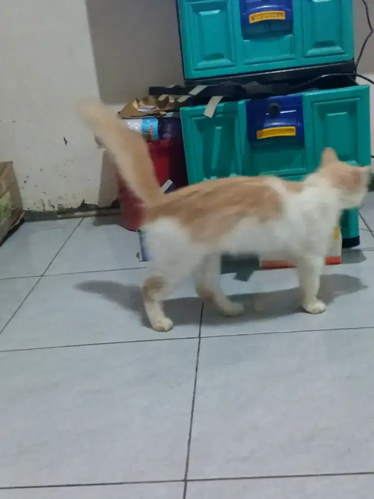 Di jual kucing anggora murah