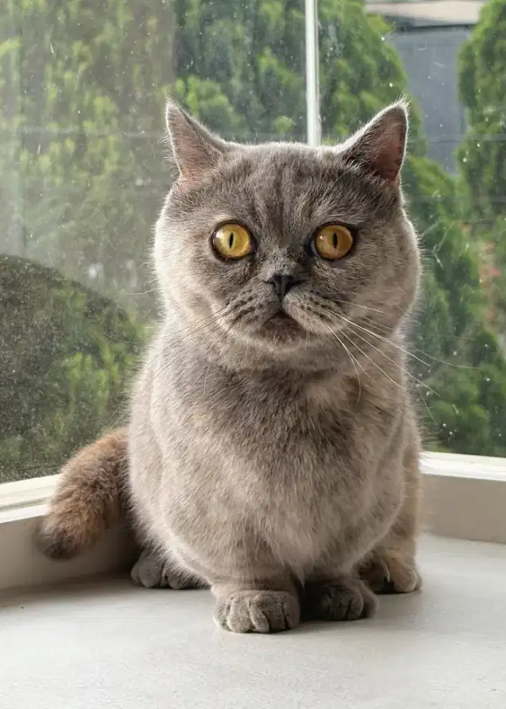 munchkin British shorthair female/ betina proven