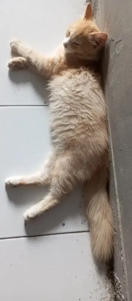 Kucing lucu imut jantan