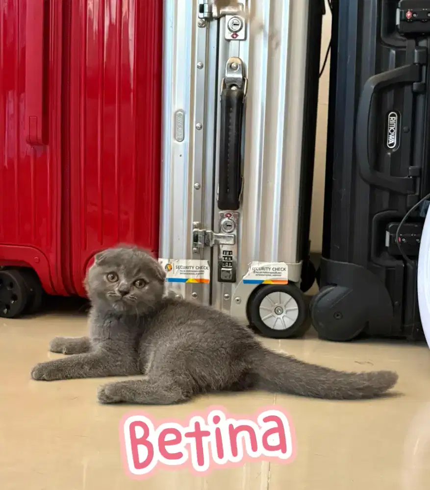 Scottish Triple Fold Betina