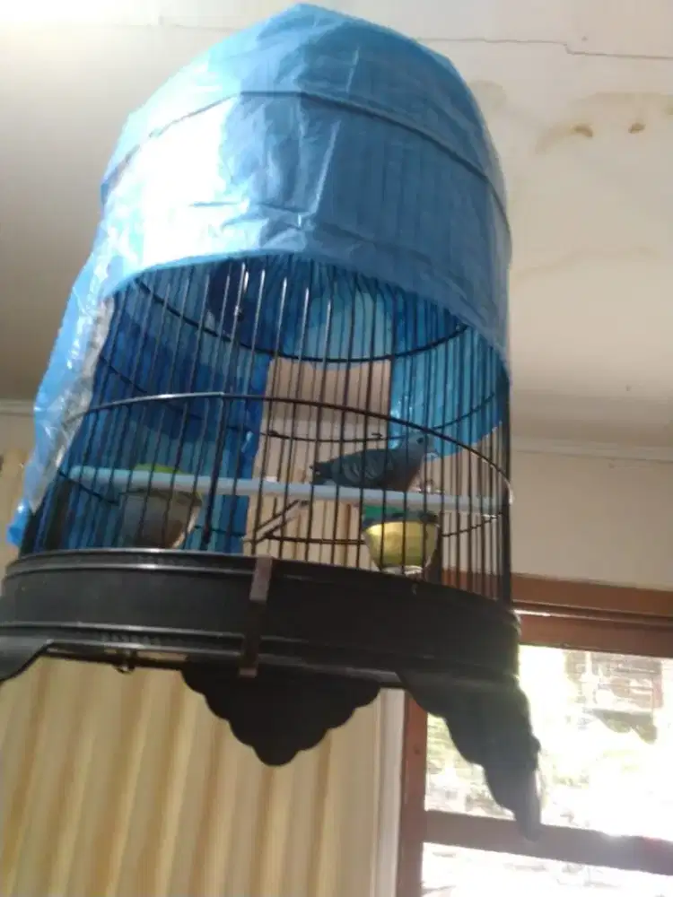 Perkutut bangkok ring udah cetakan ngoar