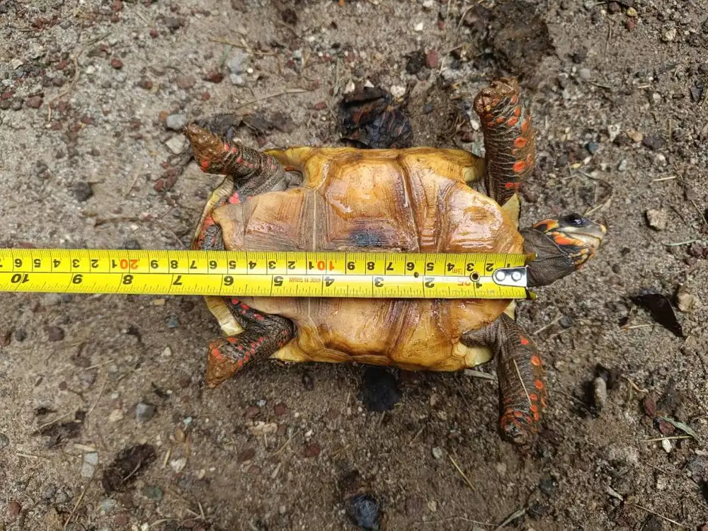 Kura-kura Redfoot 17cm