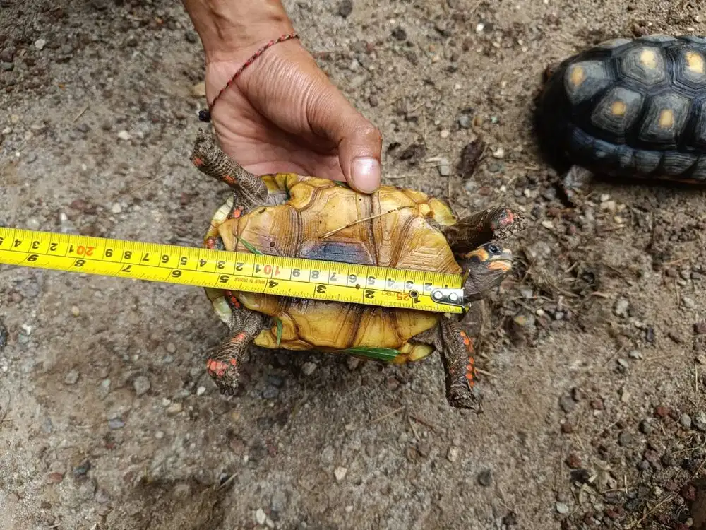 Kura-kura Redfoot 13cm