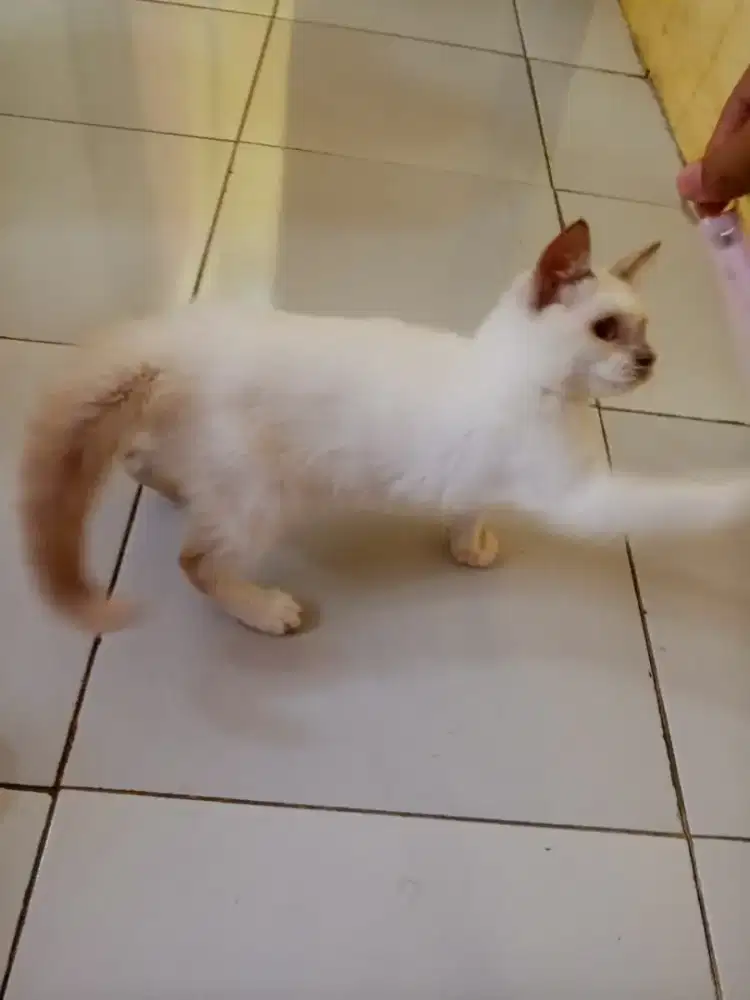Dijual kucing Himalaya