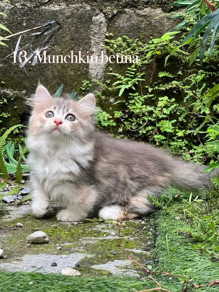Kucing munchkin cebol