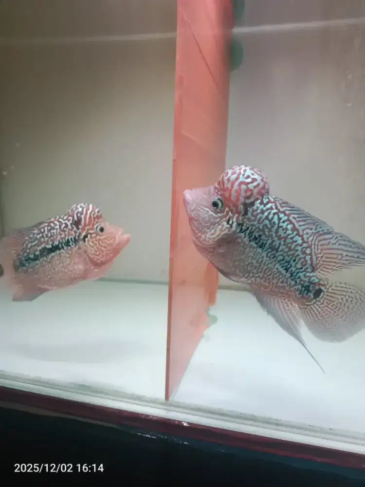 Louhan kamfa f3 Thailand