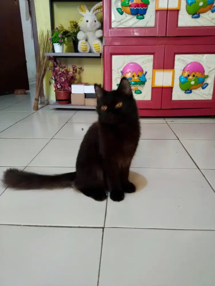 Kucing Kitten Persia