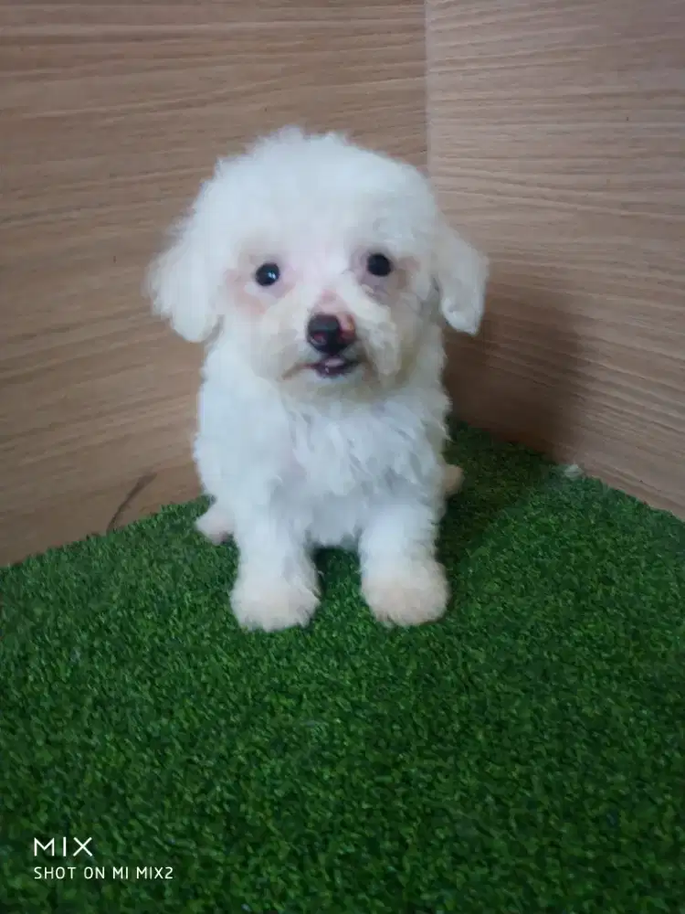 Jual Poodle jantan