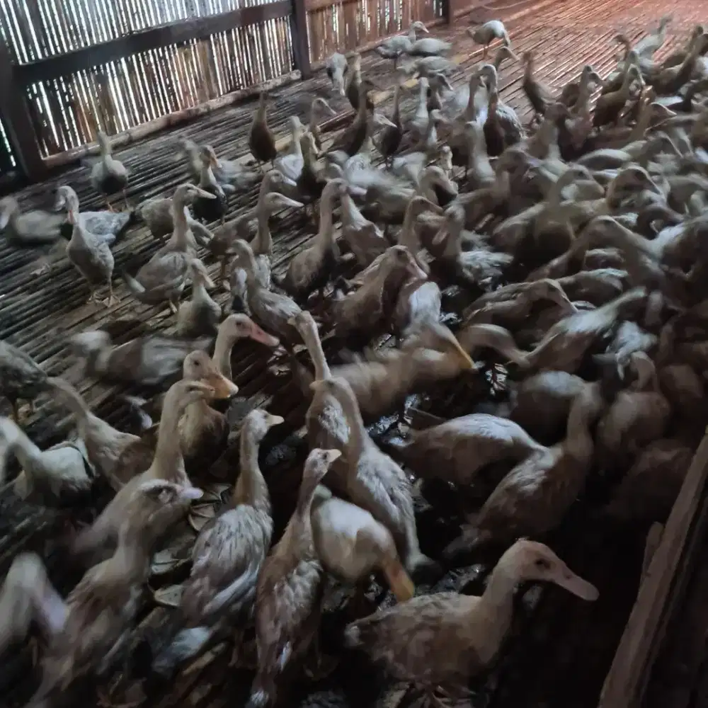 Bebek Peking kualitas bagus