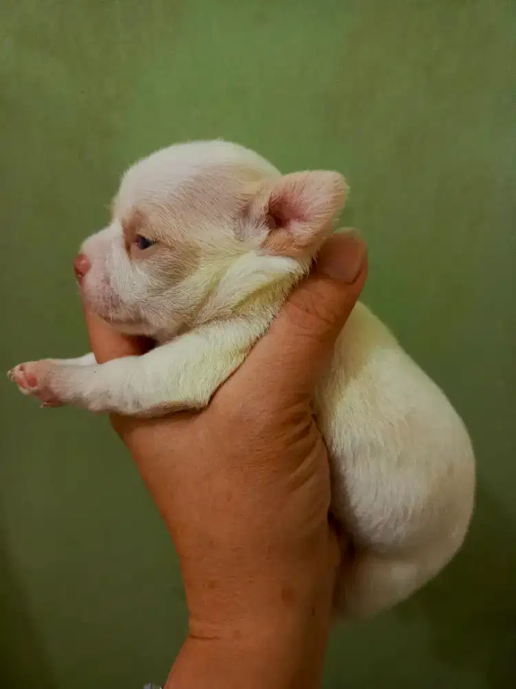 Anakan Chihuahua mini putih