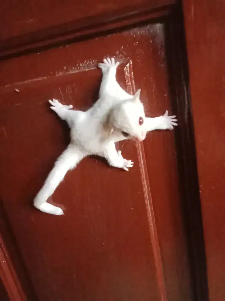 Sugar glider cremino mozaik