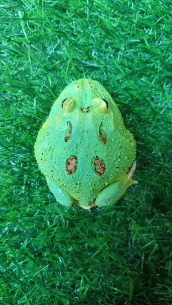 Pacman Frog Peppermint / Bluemint