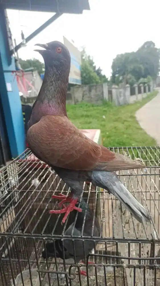Merpati/dara kolong bebas giring keket, cc kencang stut kasar sepasang