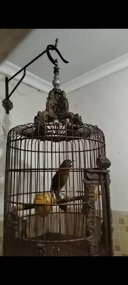 Wambi mh mapan gacor