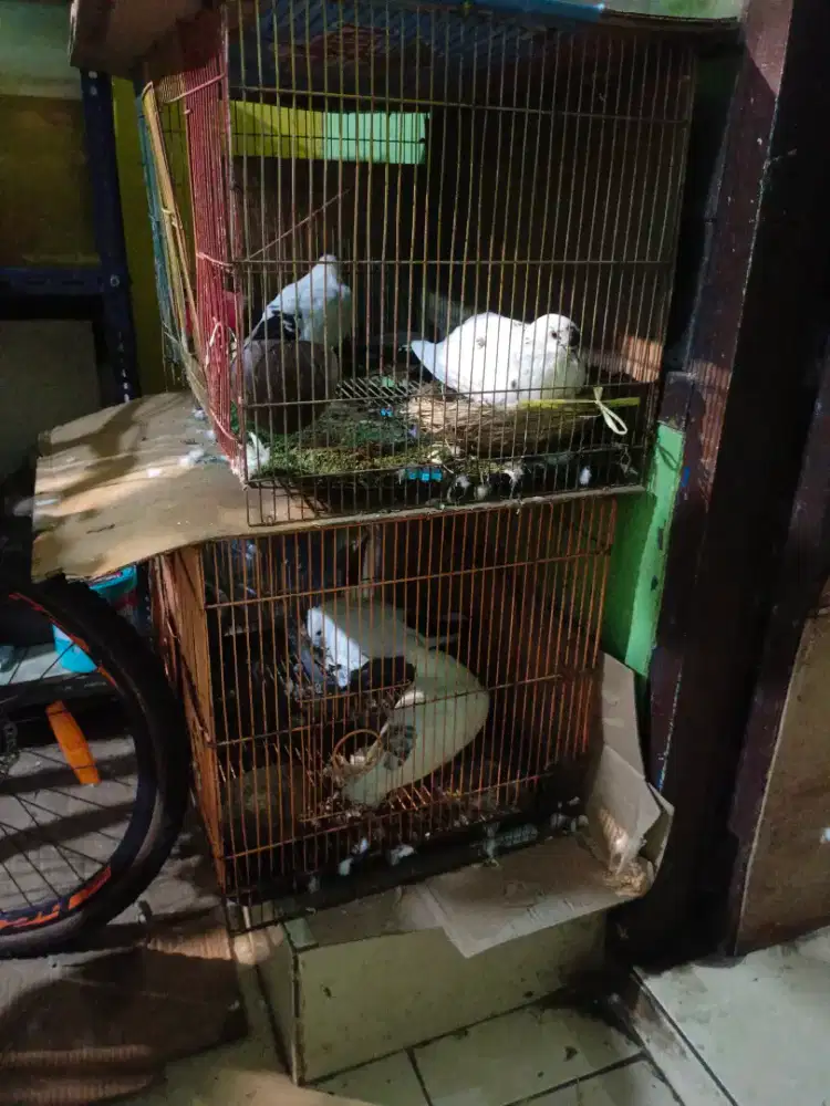 Jual Burung merpati