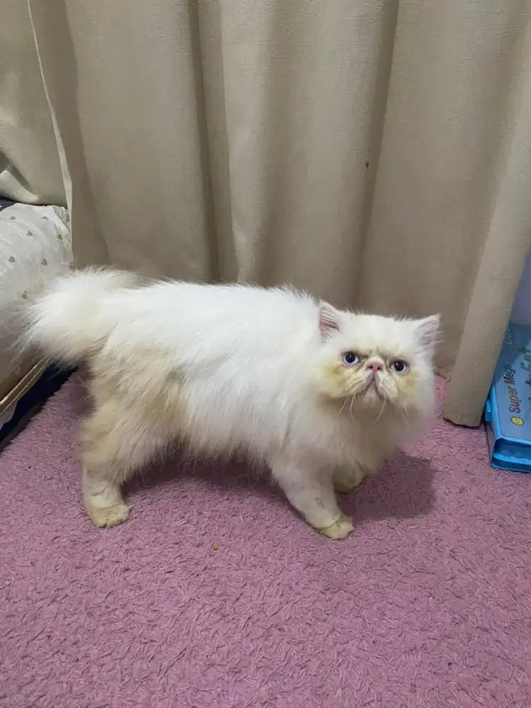 Kucing peaknose persian