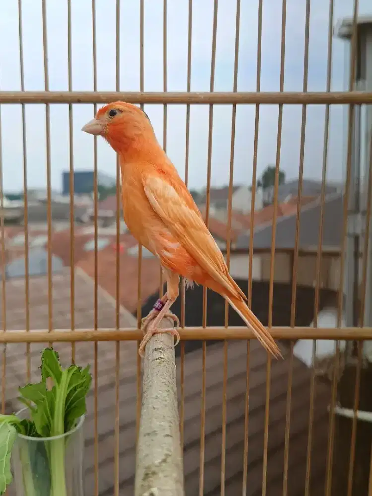 Paud merlok Fik jantan Bahan usia 2-3 bln