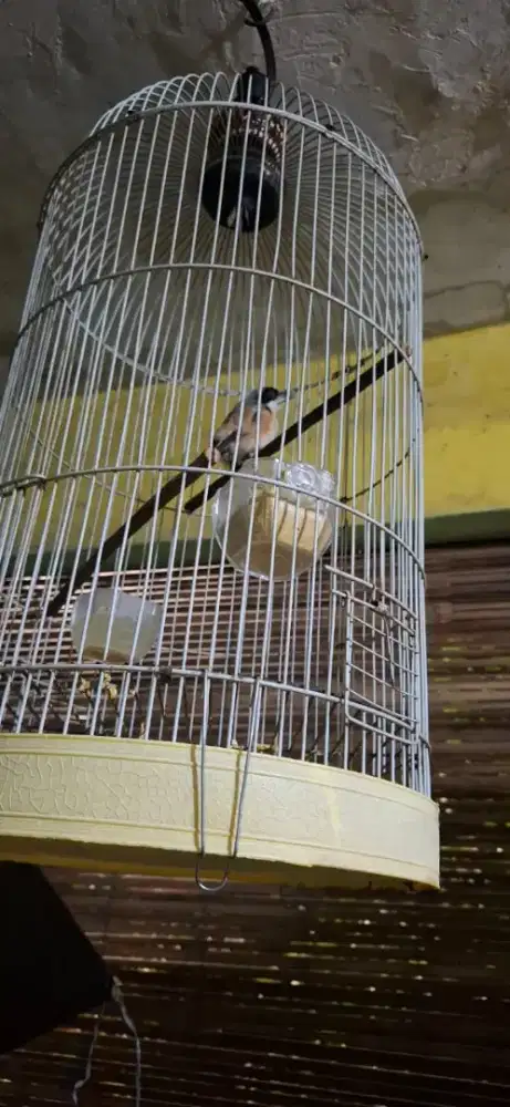 Jual burung pentet