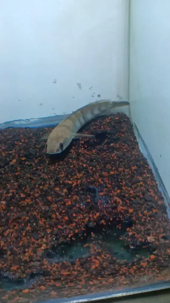 Channa maru red p.bun size 12cm