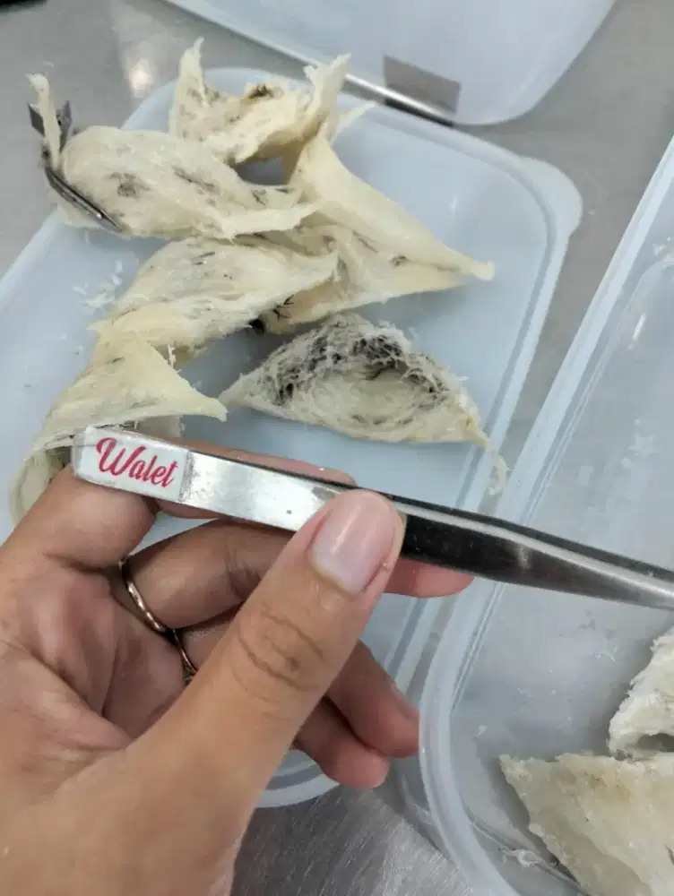 Dibutuhkan cabut bulu sarang walet (khusus wanita, max 25 tahun)