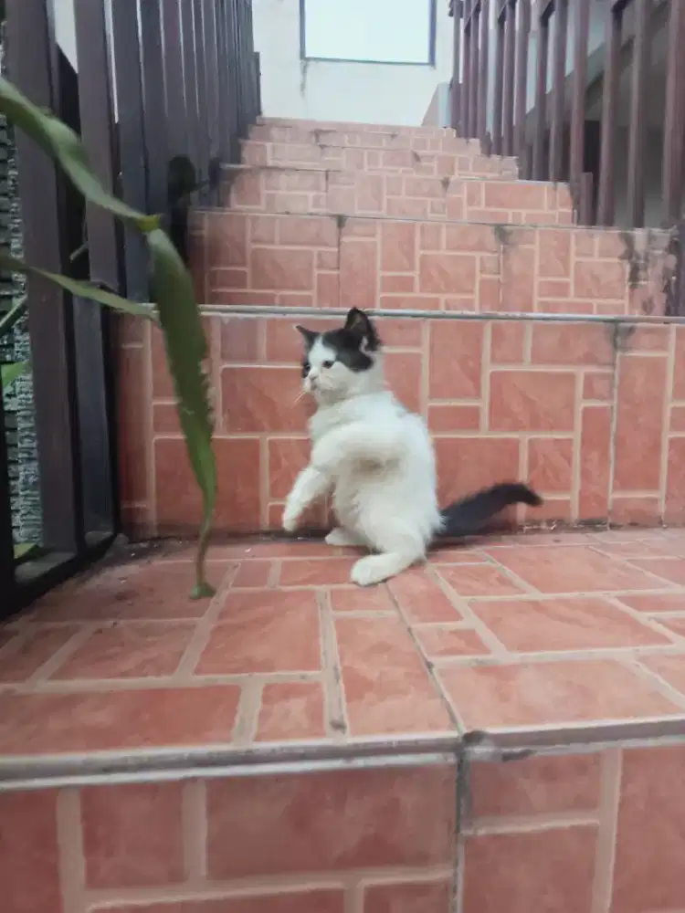 Kitten flatnose anakan BSH campuran