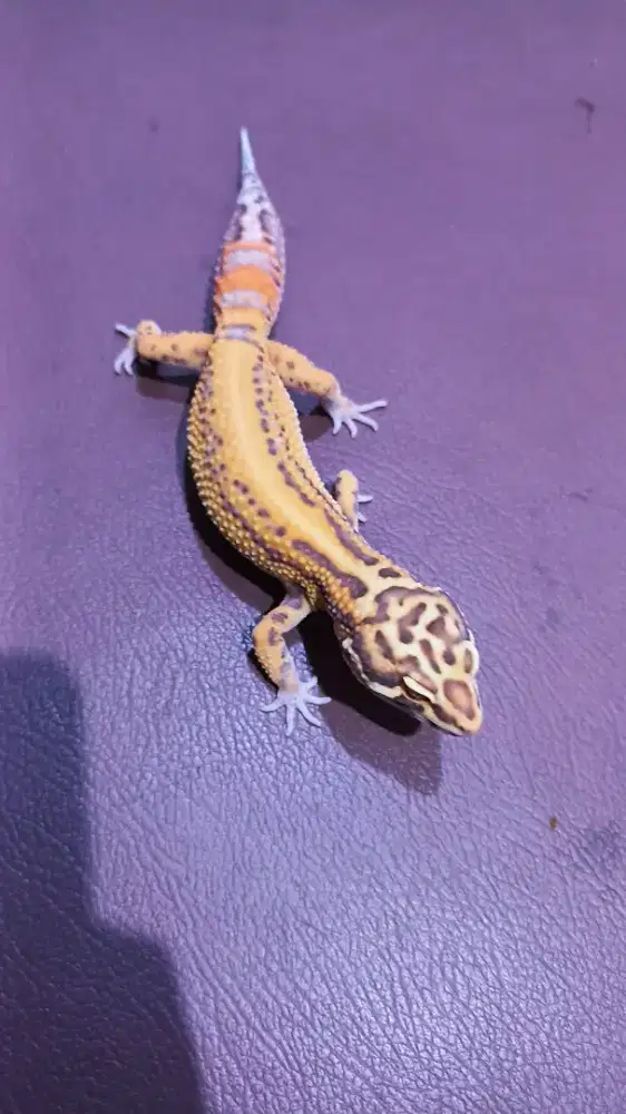 Gecko Emerine BS Bell