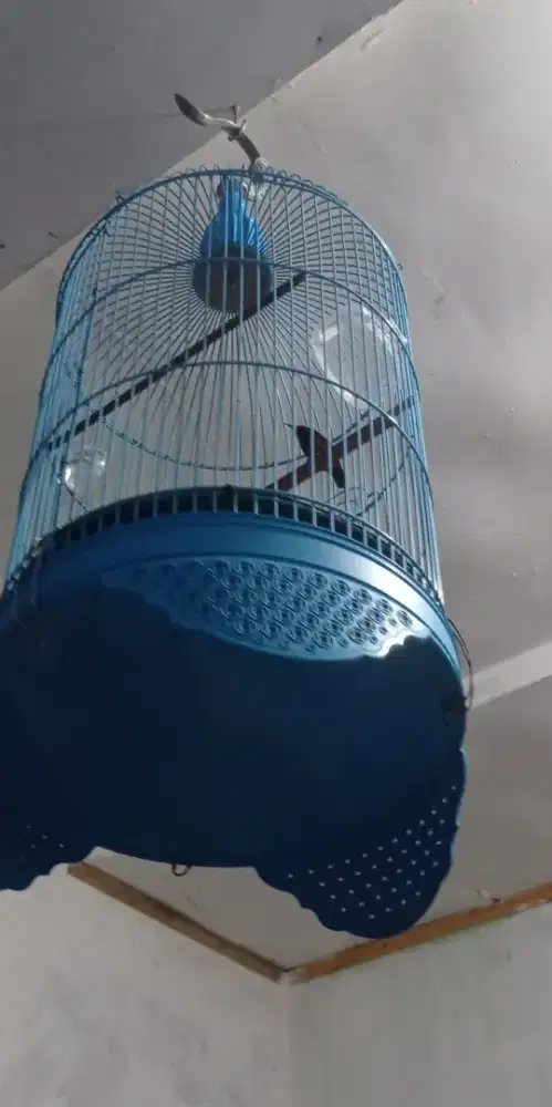 Borongan anis merah dan Kolibri ninja fulset