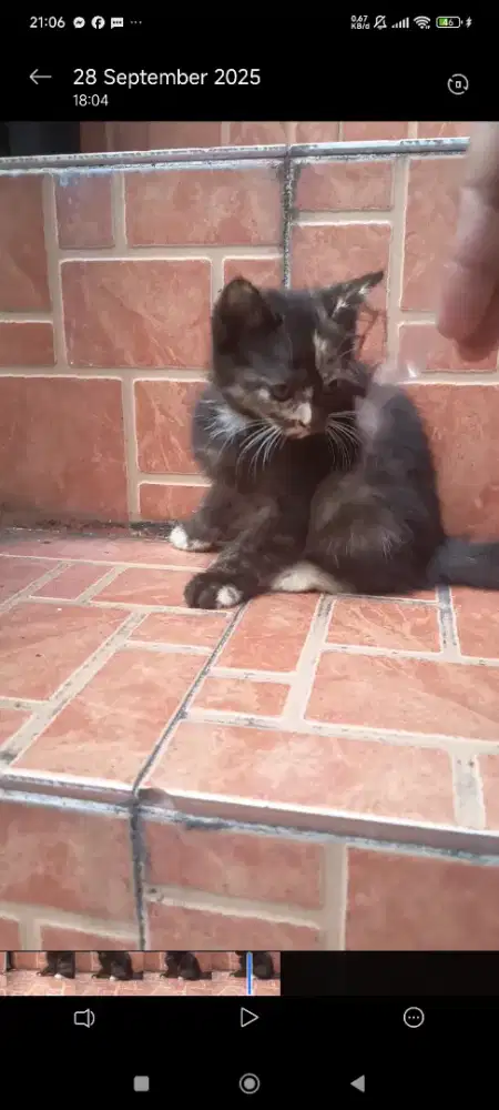 Kitten betina 3 bln bigbone