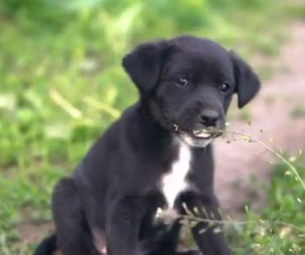 Jual Anjing Penjaga Kebun