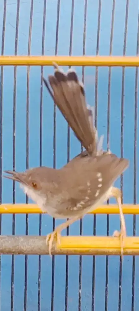 BURUNG CIBLEK GACOR NGADU VOLME KERAS