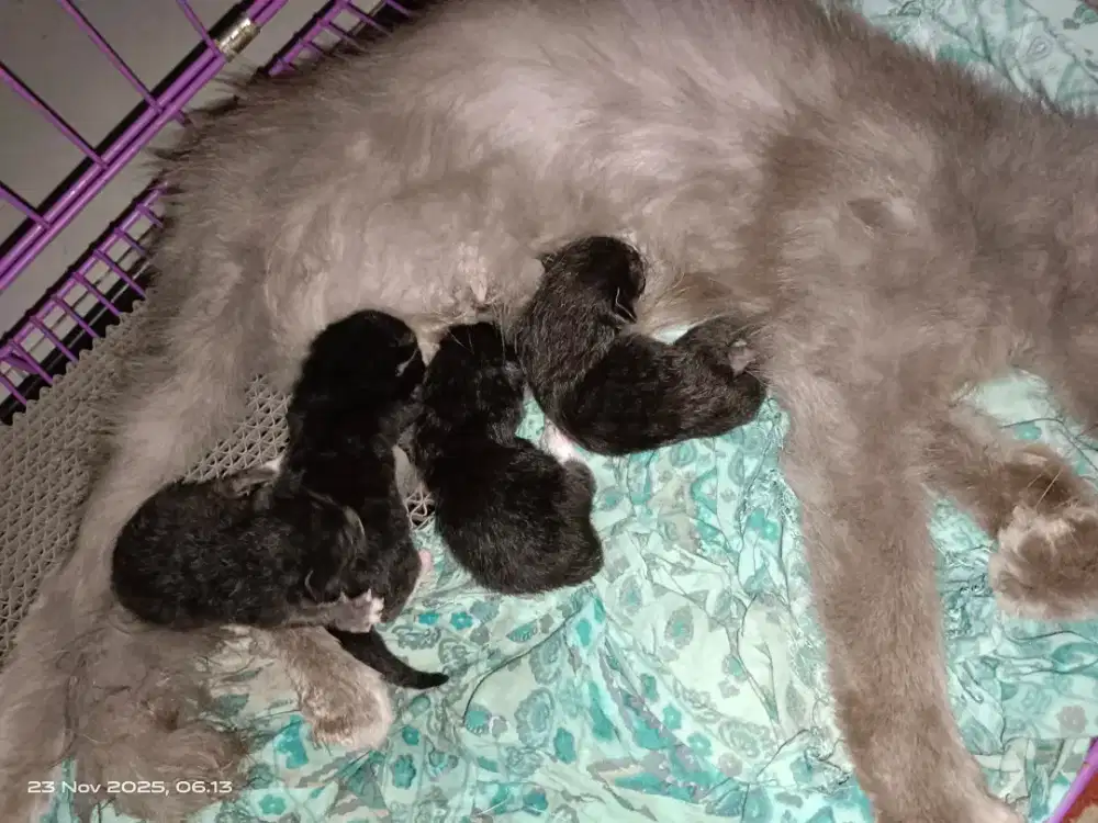 Ganti pakan aja indukan dan 4 ekor kitten nya