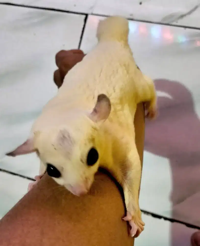 Sugar glider leucistik jantan dewasa jinak aktif
