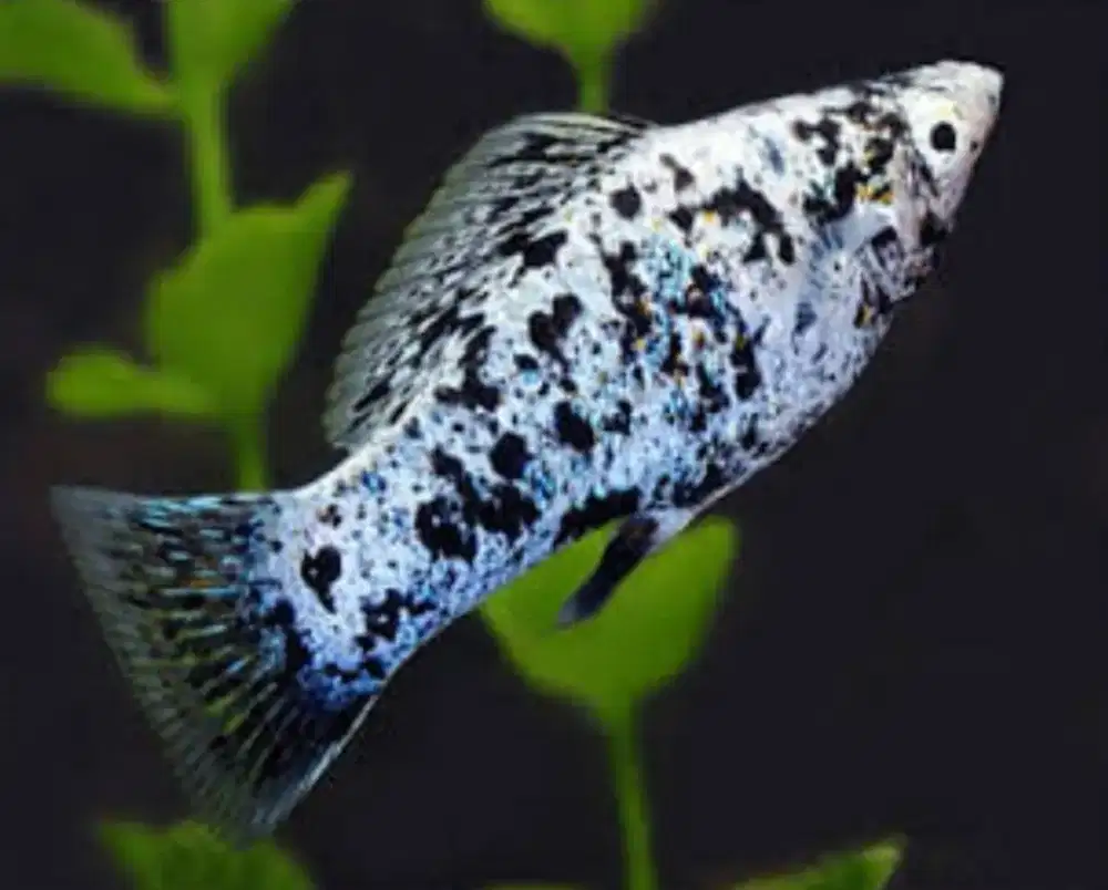 Ikan Molly marble