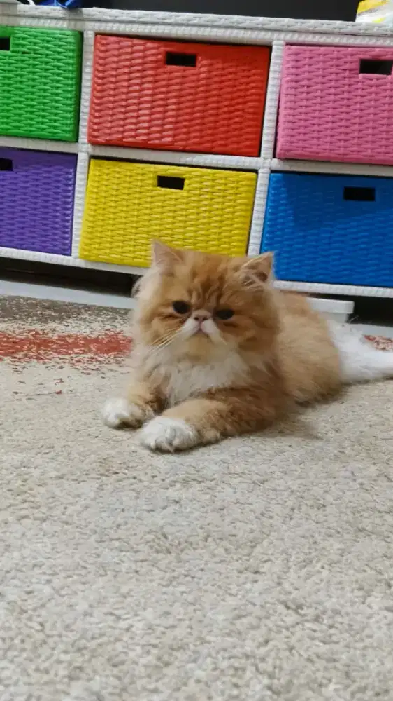 Open Adopsi Kitten Persia