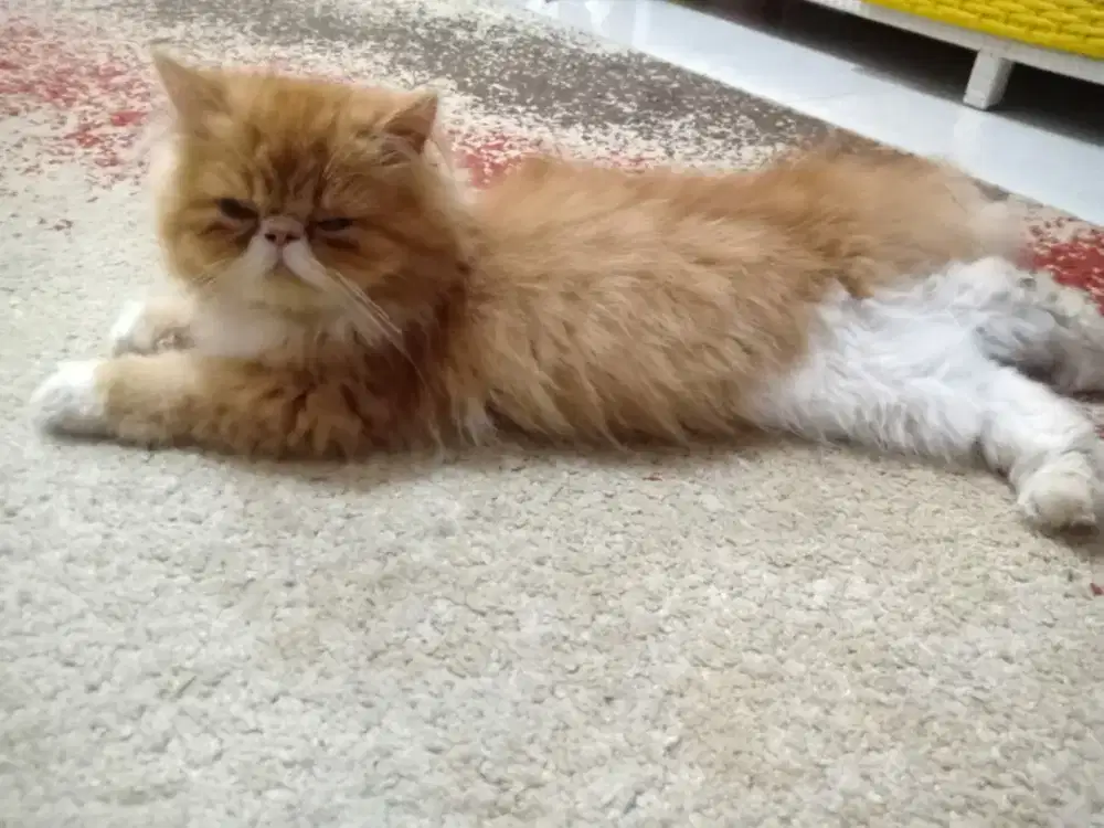 Open Adopsi Kitten Persia