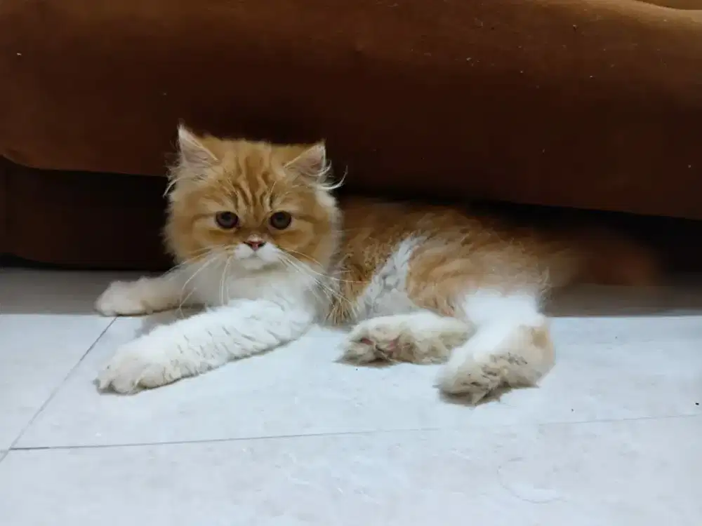 Open Adopsi Edisi Liburan