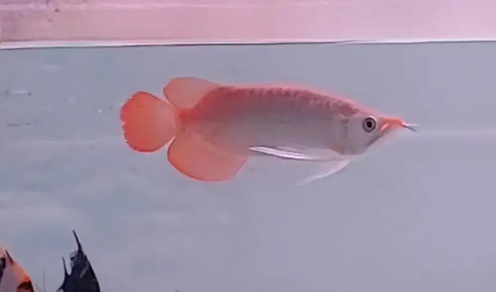 Super Red Shortbody 20-22cm Mlus