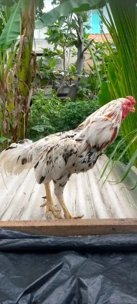 Jual ayam Bangkok pakoy