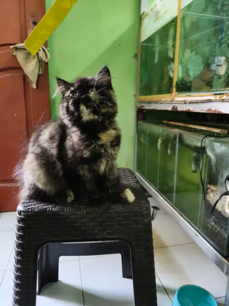 Kucing persiapan flatnose
