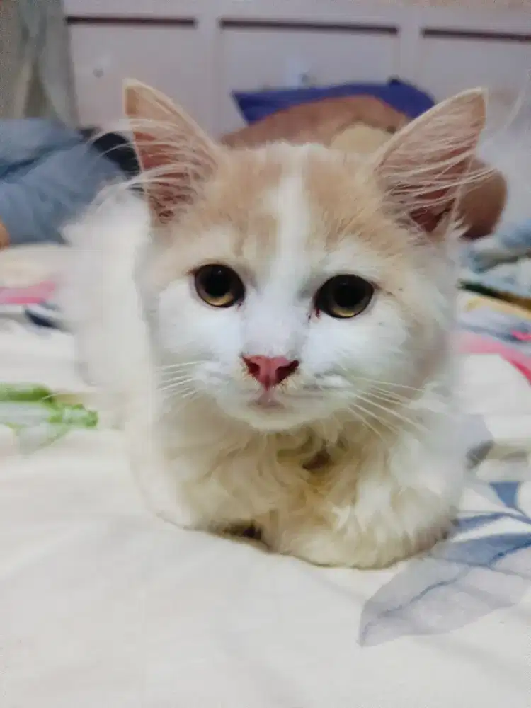 Kitten Persia white mocca betina usia 4bln