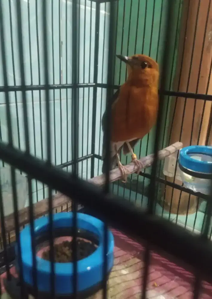 Borongan anis merah fulset