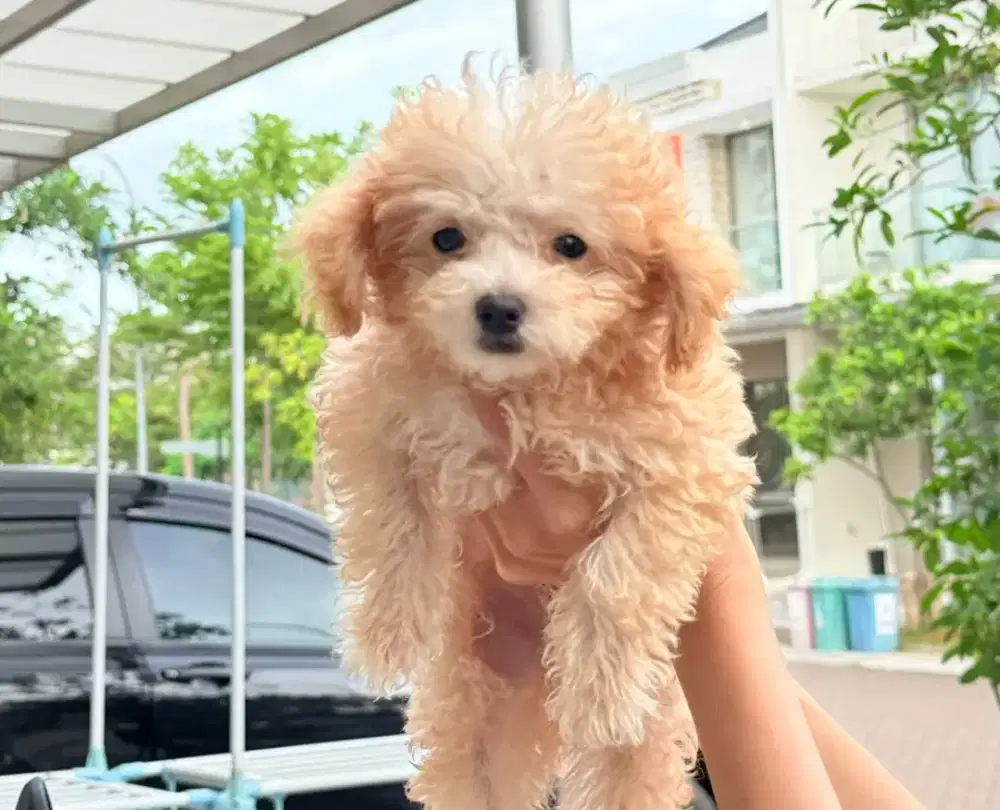Jual Anjing Tiny Poodle 3 month