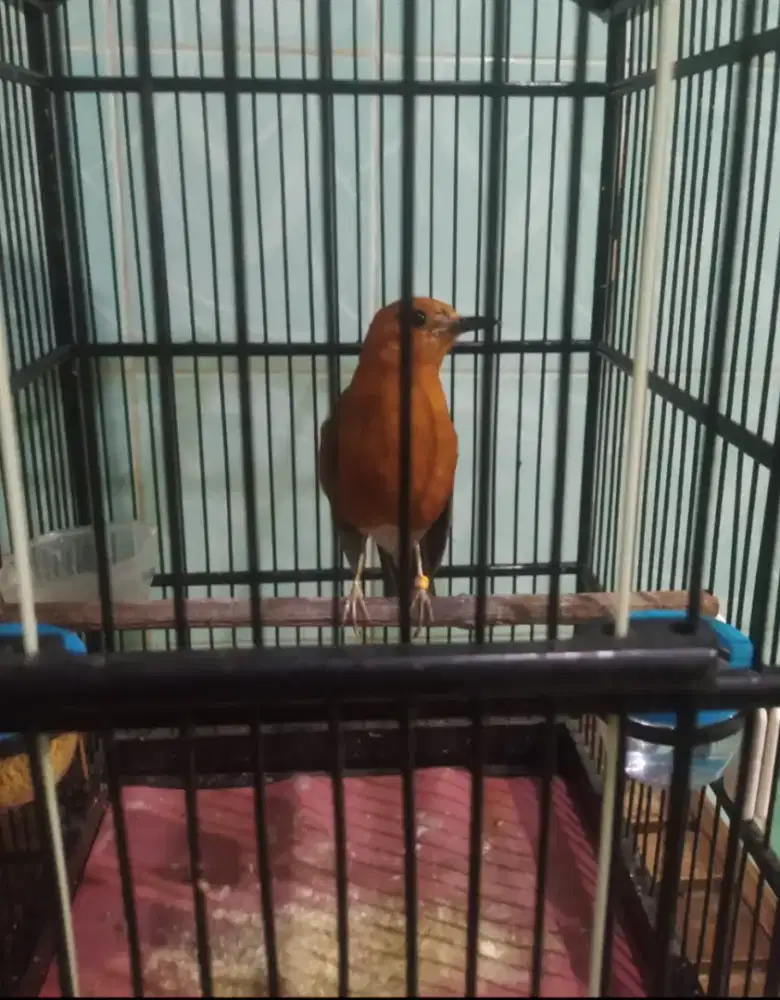 Jual anis merah fulset beserta pakan