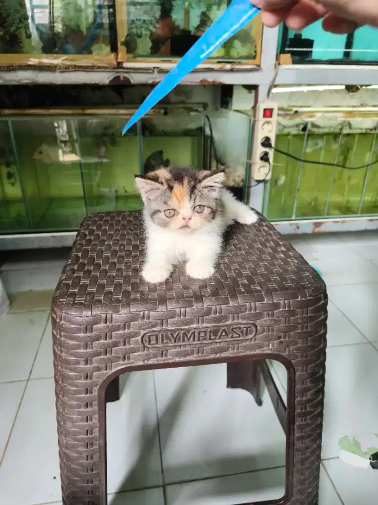 Kucing peaknose exotic betina