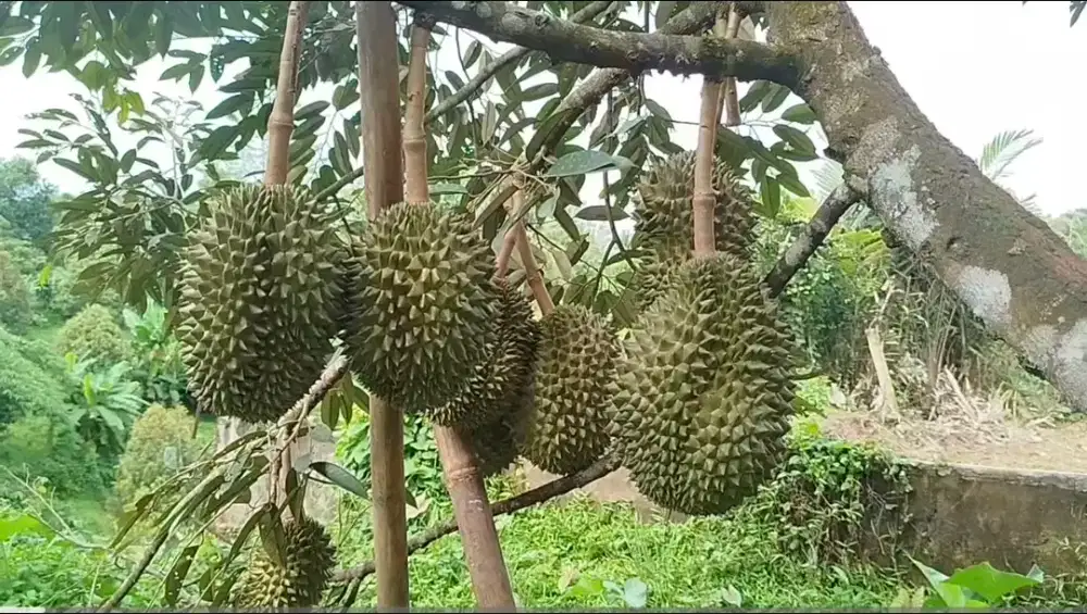 DI JUAL KEBUN DUREN BAWOR HASIL 20 TON